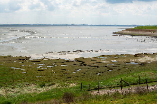 istock Panoramic view on sea coast in Zeeland, Netherlands, during low tide. 1335438495