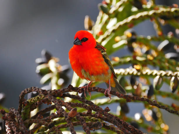istock Bright red bird perching on drupe of palm tree 1335438889