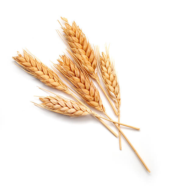 Wheat seed heads isolated on white background
