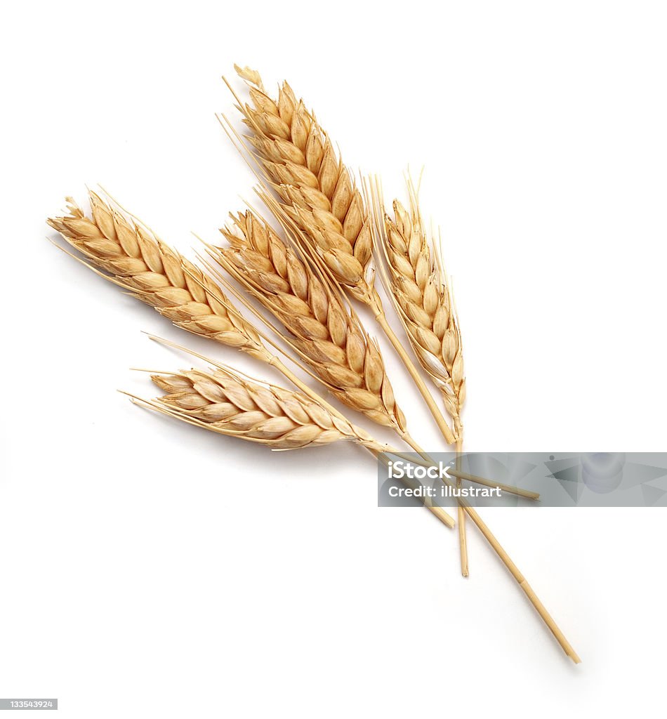 Wheat seed heads isolated on white background Wheat ears isolated on white background Wheat Stock Photo