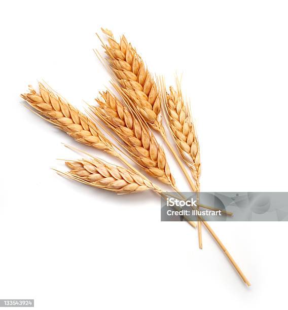 Wheat Seed Heads Isolated On White Background Stock Photo - Download Image Now - Wheat, Cut Out, White Background