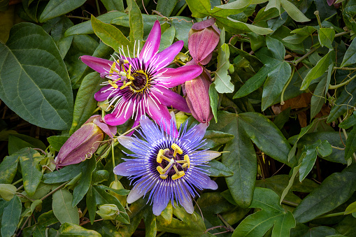 Close up of pink and magenta and purple blue passion flower (Passiflora incarnata ) with green vine leaves.