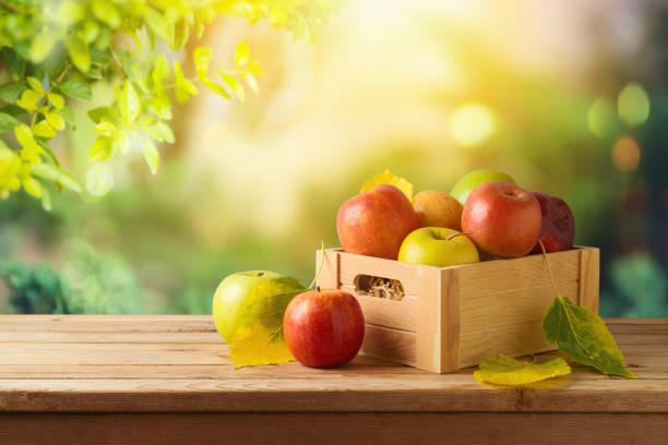 istock Apples in wooden box on table. Autumn and fall harvest background 1335442118