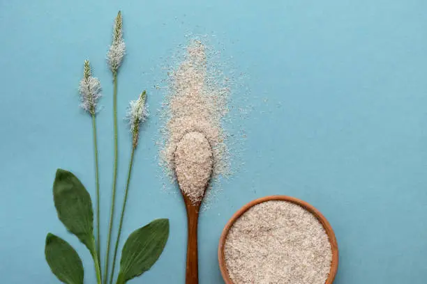 Photo of Psyllium plant product is the husk of plantain seeds on a blue background