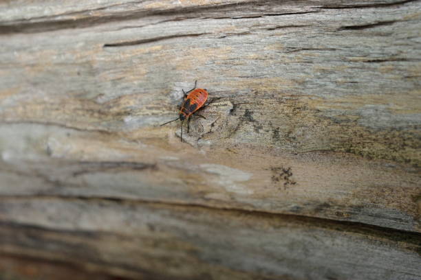 red & black beetle firefighter on the bark of a tree, close-up. Summer scene