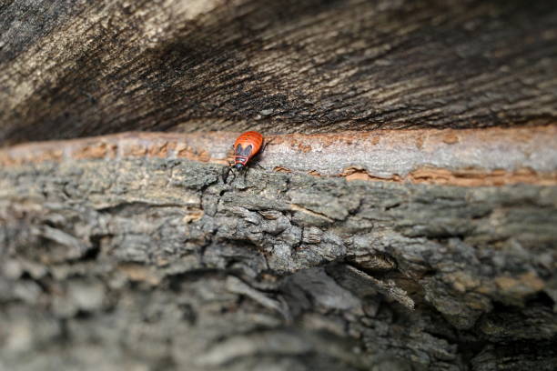 red & black beetle firefighter on the bark of a tree, close-up. Summer scene