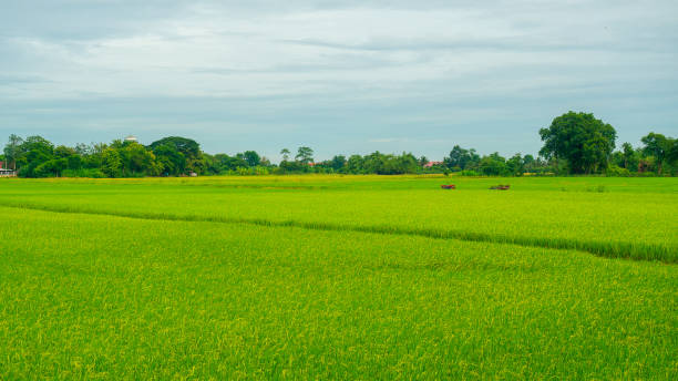 istock The Rice planting time to harvest 1335446037