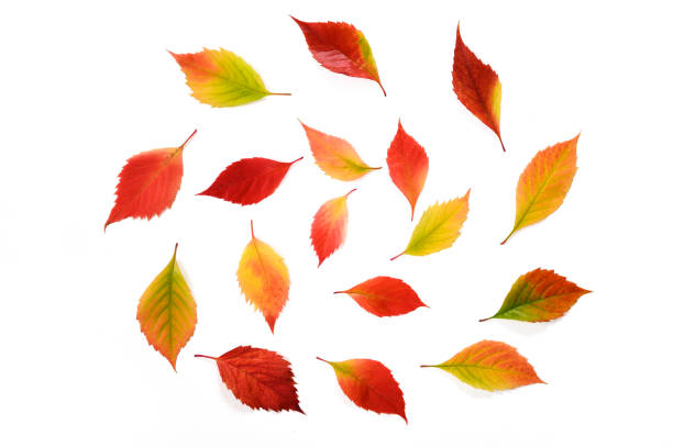 istock Autumn leaves isolated on white background.Top view. Flatlay 1335446526
