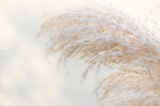 istock Pampas grass on pastel white background. Cortaderia selloana. Front view. Copy space. 1335447495