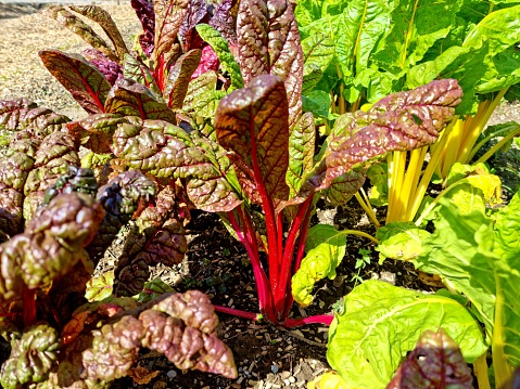 Red-stemmed chard plant redy to pick. Chard has been used in cooking for centuries, but because it is the same species as beetroot, and similar to vegetables such as cardoon.