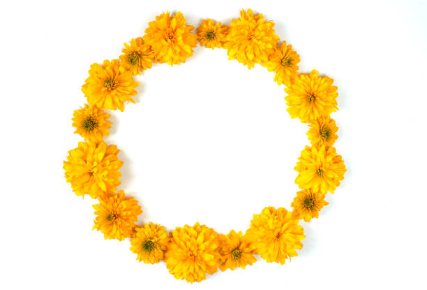 istock Autumn composition. Frame made of yellow flowers on white isolated background. Fall concept. Flat lay, top view, copy space 1335451842