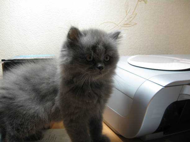 Photograph of a pet cat in a home environment