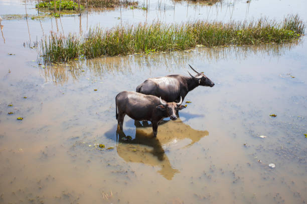 istock Water buffalo, Thale Noi, Phatthalung, Thailand 1335455406