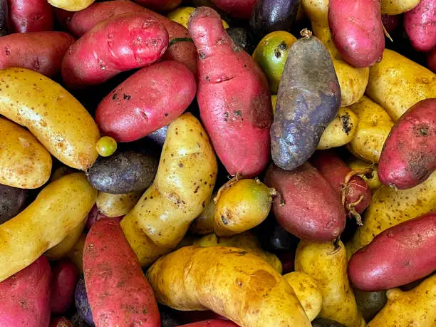 close up of a retail display of a pile of organically grown fingerling potatoes for sale at a farmer's market, Long Island, New York