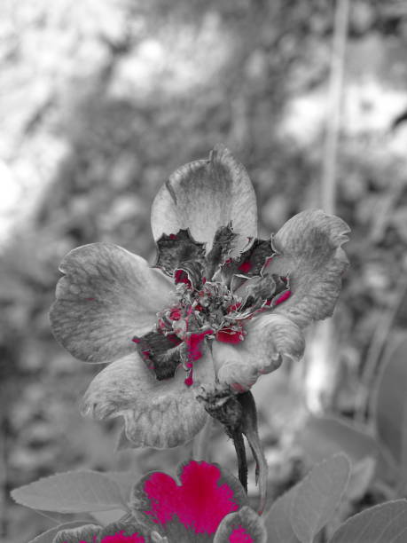 istock black and white rose photography 1335457305