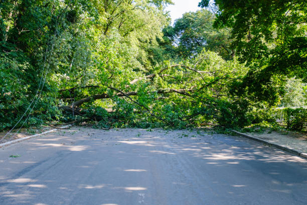 istock A huge oak tree fell across the road and completely blocked it 1335459907