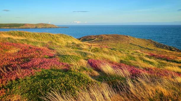 Purple heather and yellow gorse during the golden hour on the Wild Atlantic Way Ireland stock photo