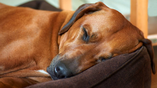 istock Close up dog sleeping in its bed at home 1335462181