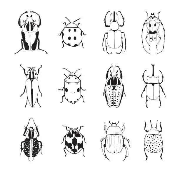 Vector illustration of Drawing of bugs.