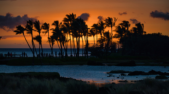 A beautiful Hawaiian sunset with silhouetted palm trees.