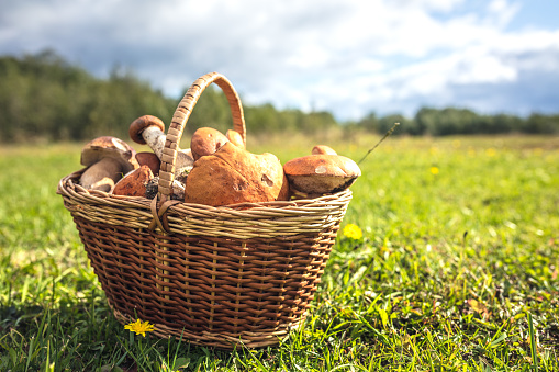 Forest mushroom boletus, cep, porcini, chanterelle collected in a wooden wicker basket. Late summer and autumn harvest. Natural food. Banner