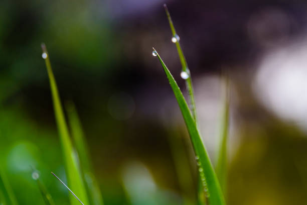 Drops of dew on grass in morning