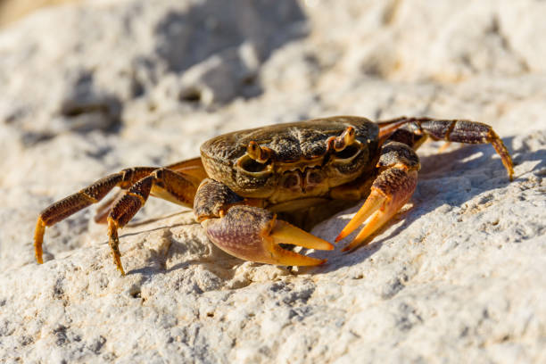 Freshwater river crab (Potamon ibericum) on the stone Freshwater river crab (Potamon ibericum) on stone river crab stock pictures, royalty-free photos & images
