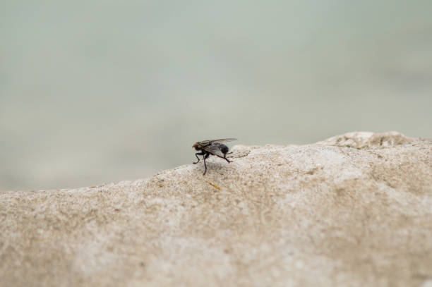 istock A fly standing on a rock and rubbing back legs. Close up 1335469700
