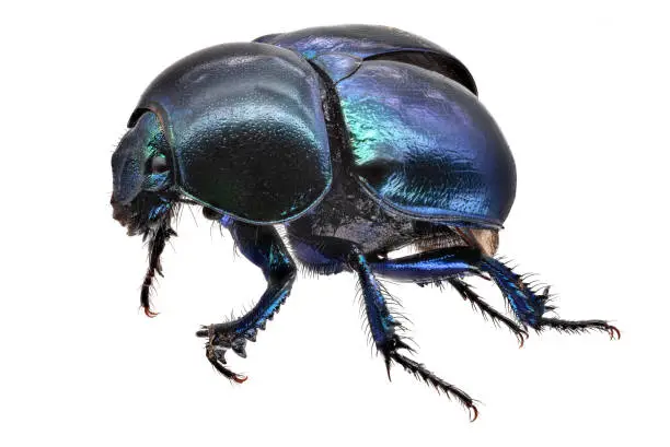 Jewel Beetle, close up of insect with white background