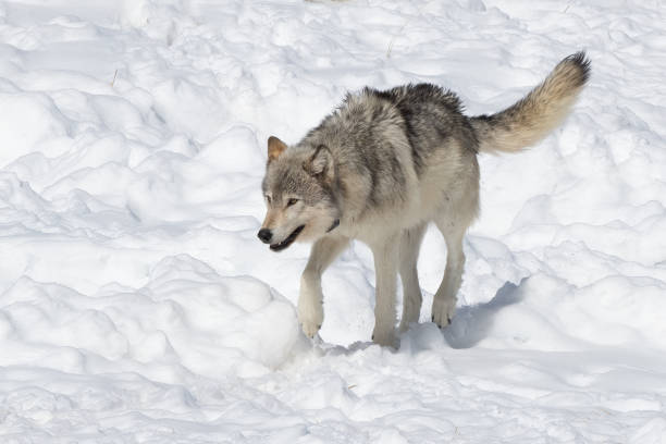 istock Gray wolf running on snowy hill 1335470556