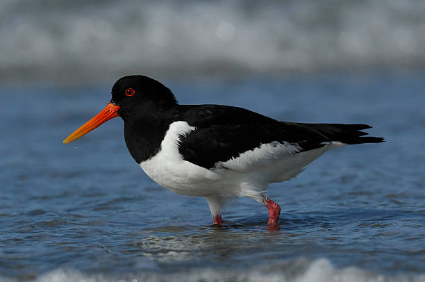 istock Oystercatcher, Haematopus ostralegus 133547058