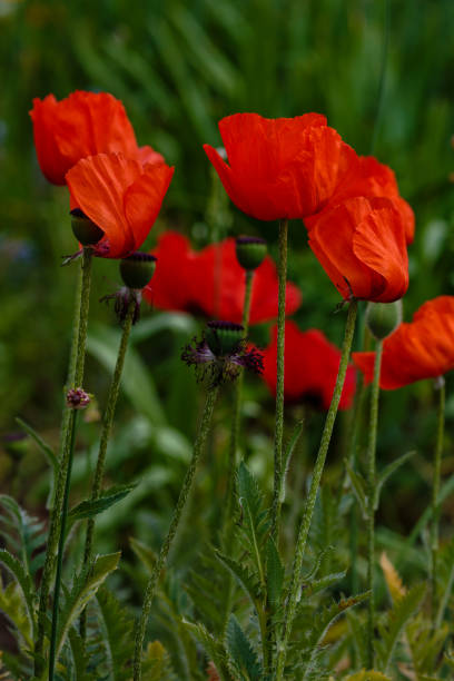 istock Oriental poppy red flower. 1335473401