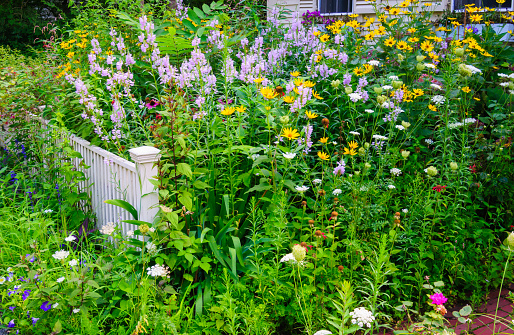 A white fence is surrounded by a broad array of summertime flowers in a New England  garden
