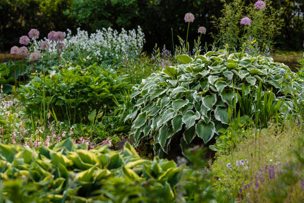 istock Beautiful Hosta bush in garden. 1335473712