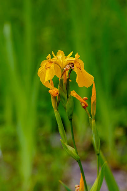 istock Flower of  iris (iris pseudacorus) in bloom, wild flowers 1335474351