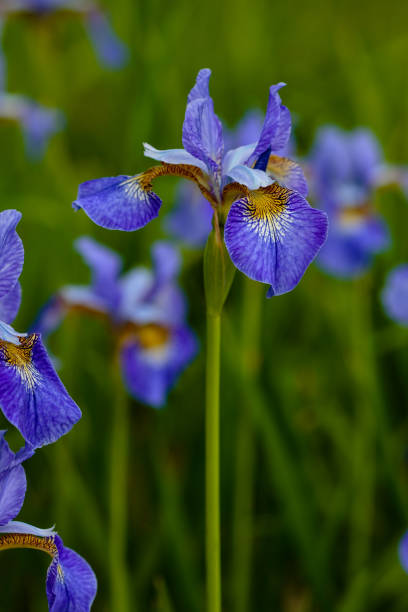 istock Flower of Siberian iris, Iris sibirica on green background 1335474448