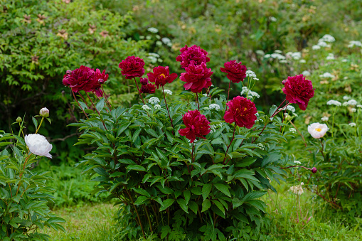 Red peony and bud in afternoon sunlight, spring