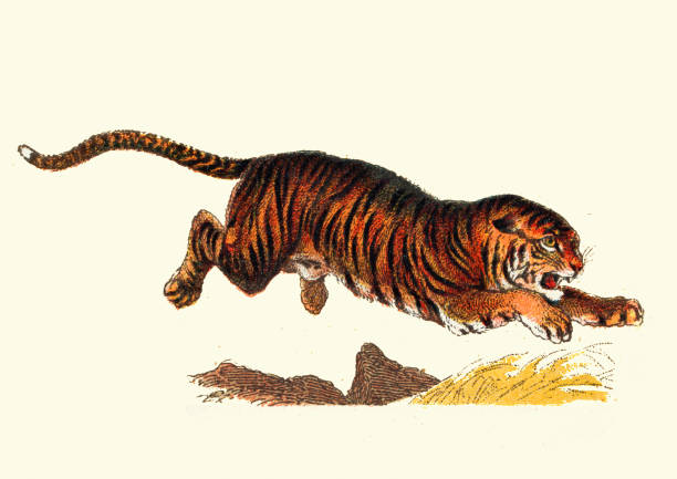 illustrations, cliparts, dessins animés et icônes de tigre bondissant, grands félins, carnivores, faune, illustration vintage - lithograph
