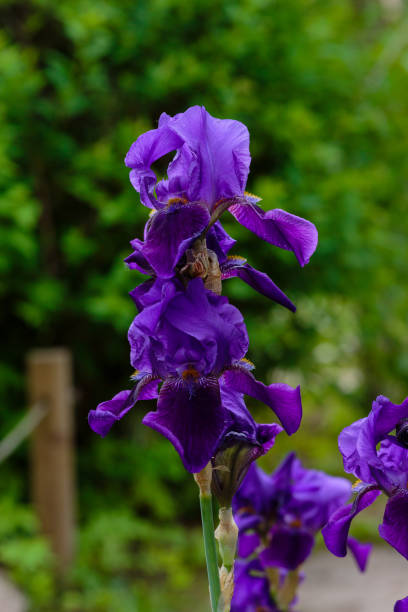 istock Flowers of Iris germanica or Bearded Iris on natural background. 1335475408