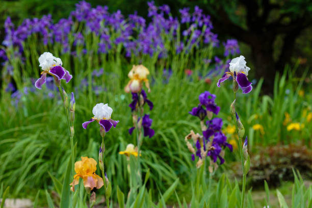 istock Flowers of Iris germanica or Bearded Iris on natural background. 1335475488