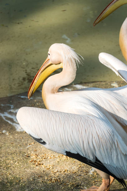 istock Pelican, large water bird 1335476676