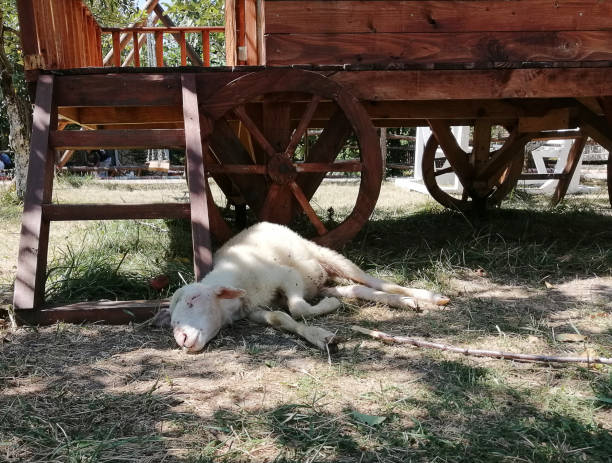 découpé en jeunes moutons - yalova photos et images de collection