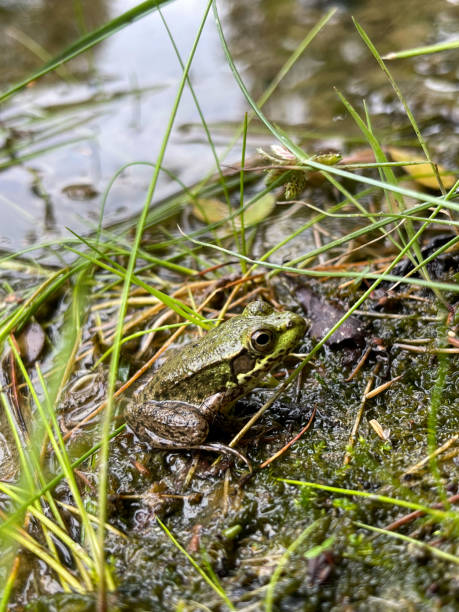 istock Tiny frog on the edge of a pond 1335478076
