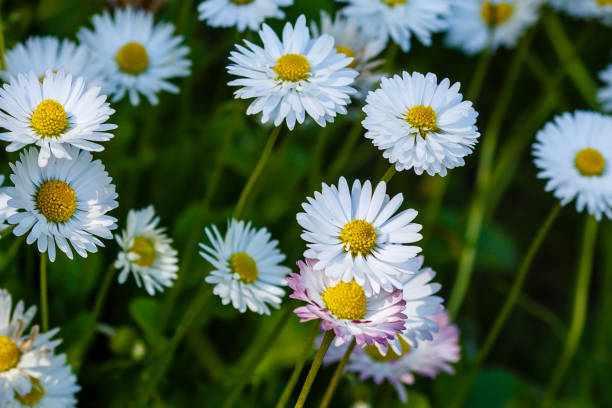 istock Daisy flowers on a natural background 1335478797