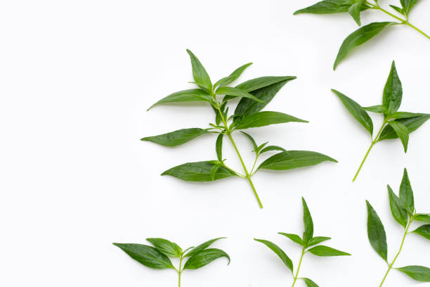 istock Kariyat or Andrographis paniculata green leaves on white background. 1335480007