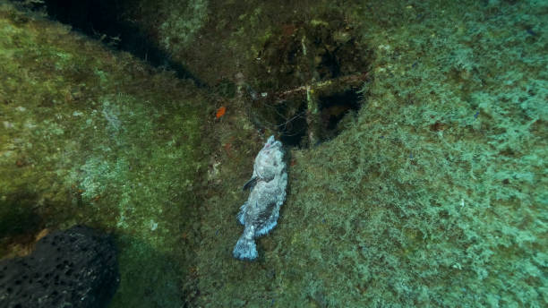 Dead Dusky Grouper hanging from lost fishing tackle on a shipwreck Swedish ferry MS Zenobia. Wreck diving. Problem of ghost gear - any fishing gear that has been abandoned, lost or otherwise discarded. Mediterranean sea, Cyprus dead dusky grouper colgando de aparejos de pesca perdidos en un ferry sueco de naufragio ms zenobia. buceo en naufragios. problema de los aparejos fantasmas : cualquier arte de pesca que haya sido abandonado, perdido o desechado de otro modo