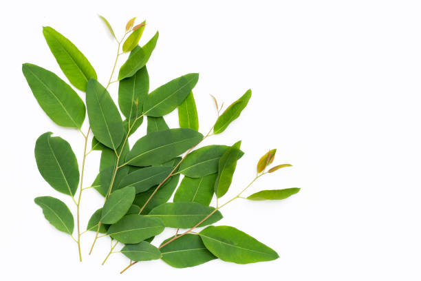 istock Eucalyptus leaves on white background. 1335480066
