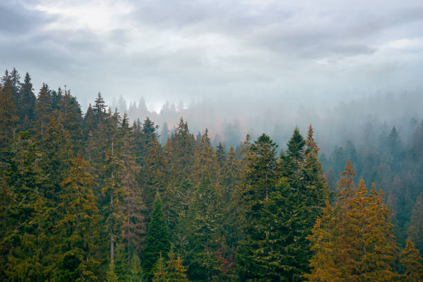 istock coniferous forest on a foggy day 1335480632