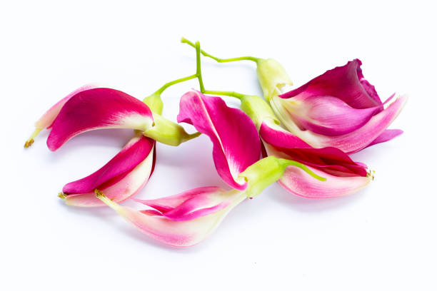 istock Sesbania Grandiflora on white background. 1335480956