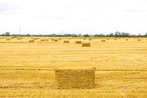 A large hay bail that has been harvested in a farmer's field, in the United Kingdom. The hay used to feed the animals or for food production.